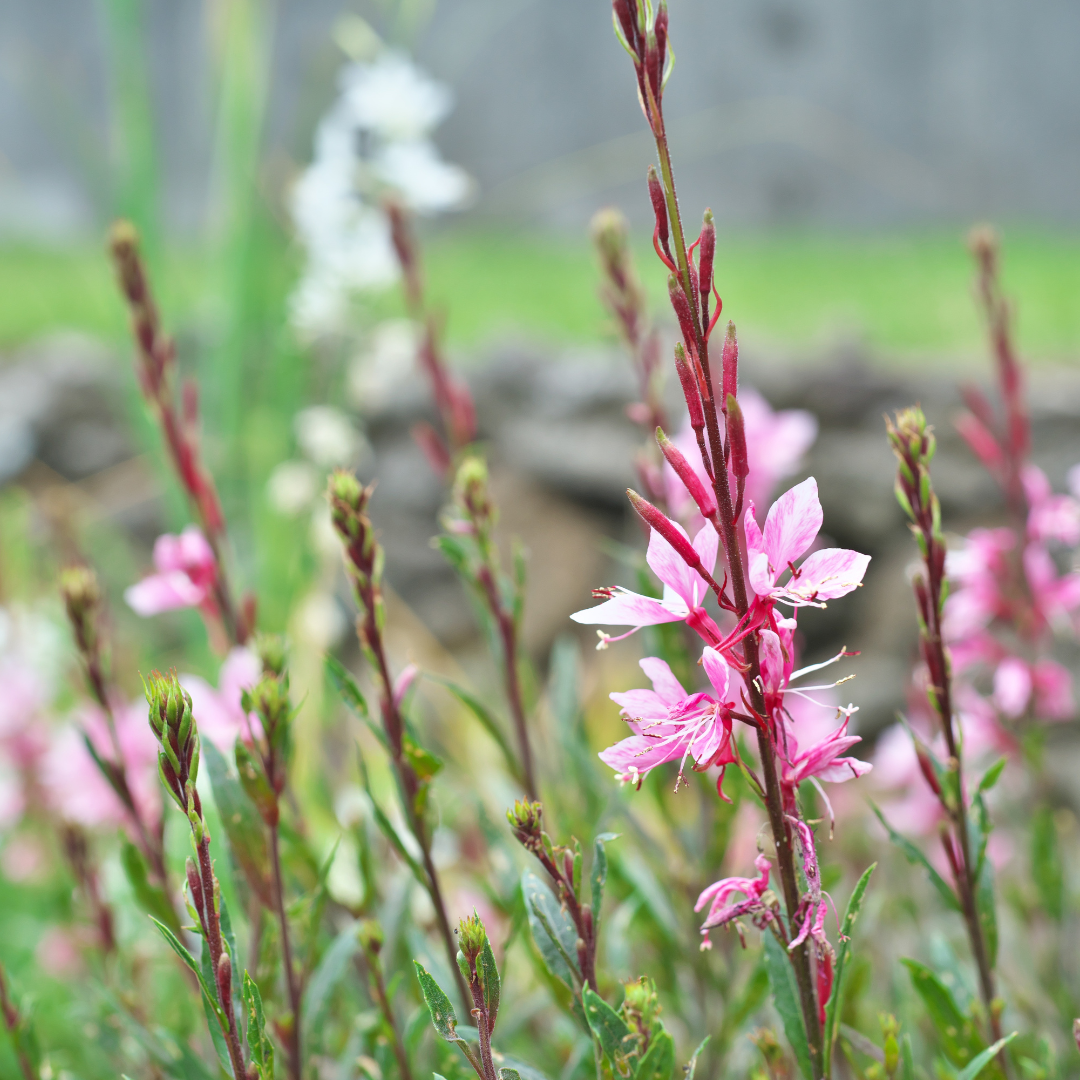 Gaura lindheimeri "Rosy Jane"