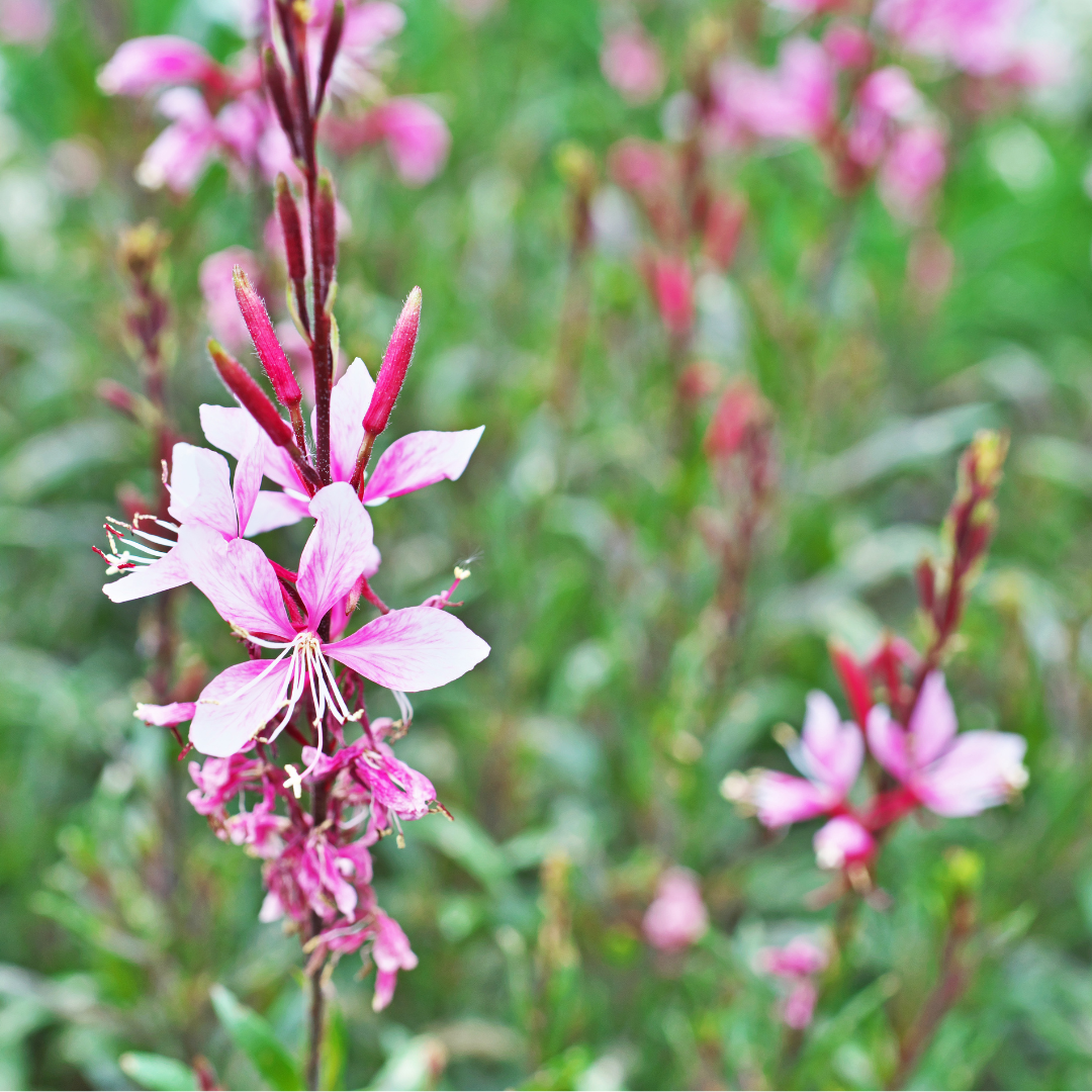 Gaura lindheimeri "Rosy Jane"