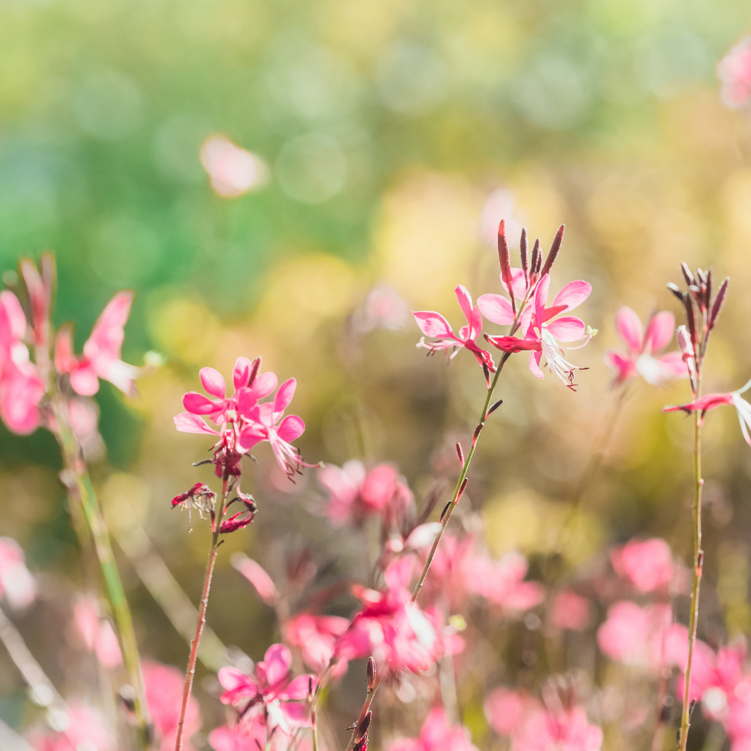 Gaura lindheimeri "Rosy Jane"