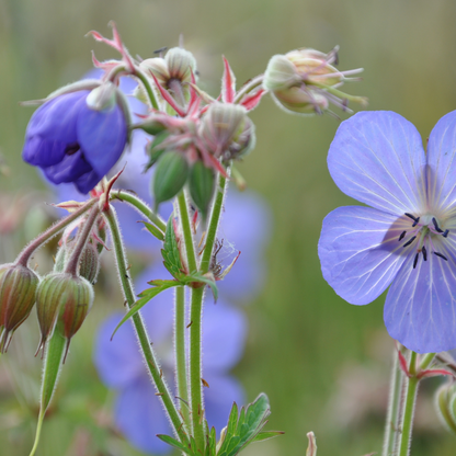 Geranium sylvestris