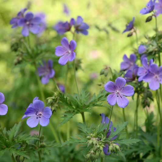 Geranium sylvestris