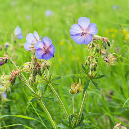 Geranium sylvestris