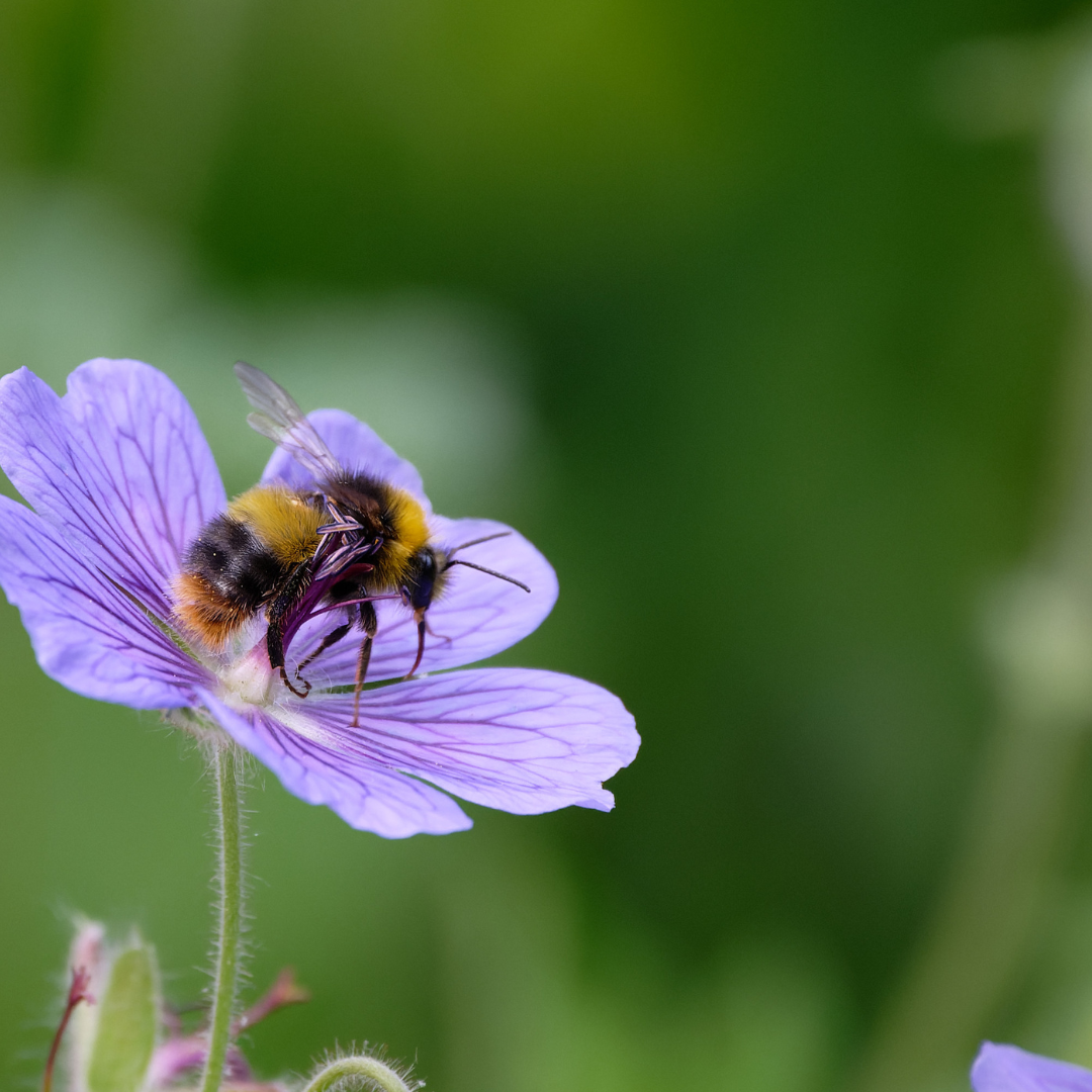 Geranium sylvestris