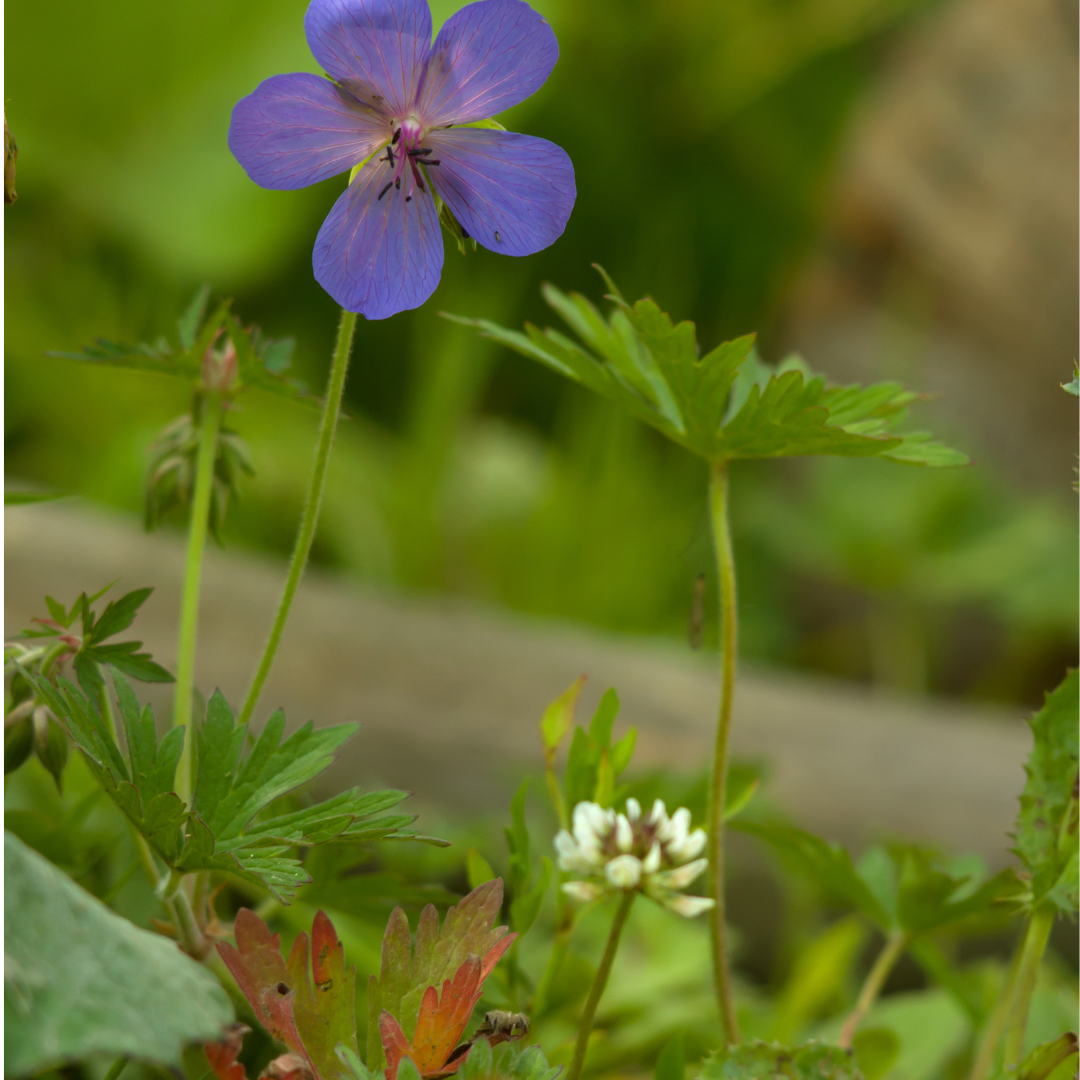 Geranium sylvestris