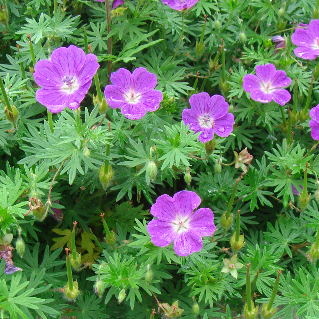 Geranium sanguineum Tiny Monster