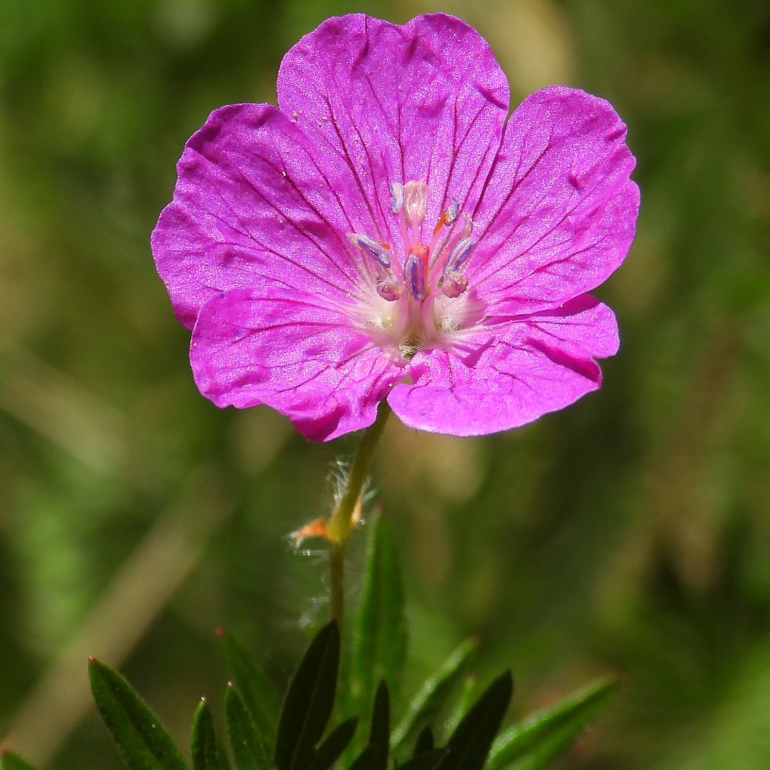 Geranium sanguineum Tiny Monster