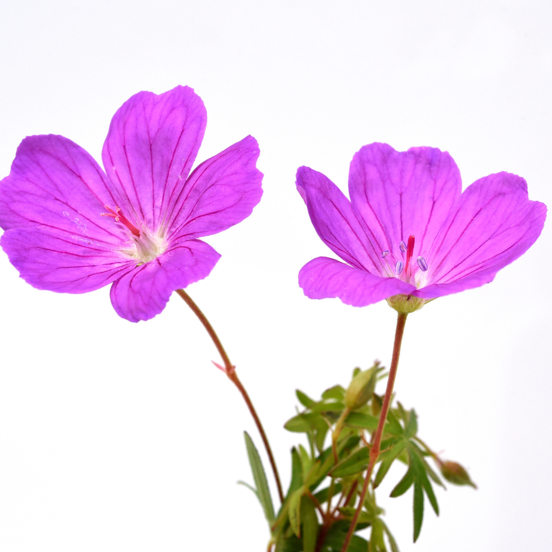 Geranium sanguineum Tiny Monster