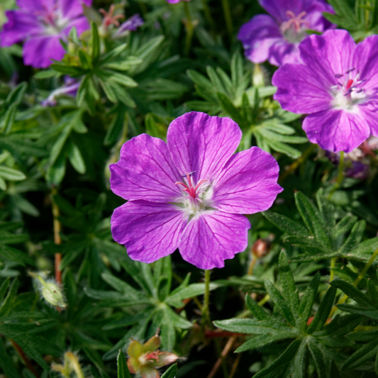 Geranium sanguineum Tiny Monster