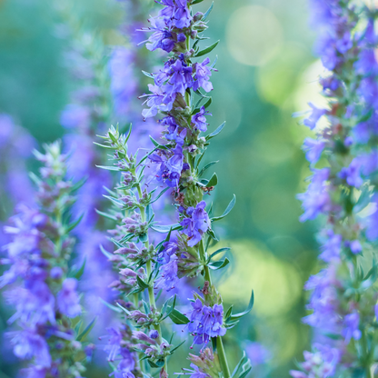 Hyssopus officinalis