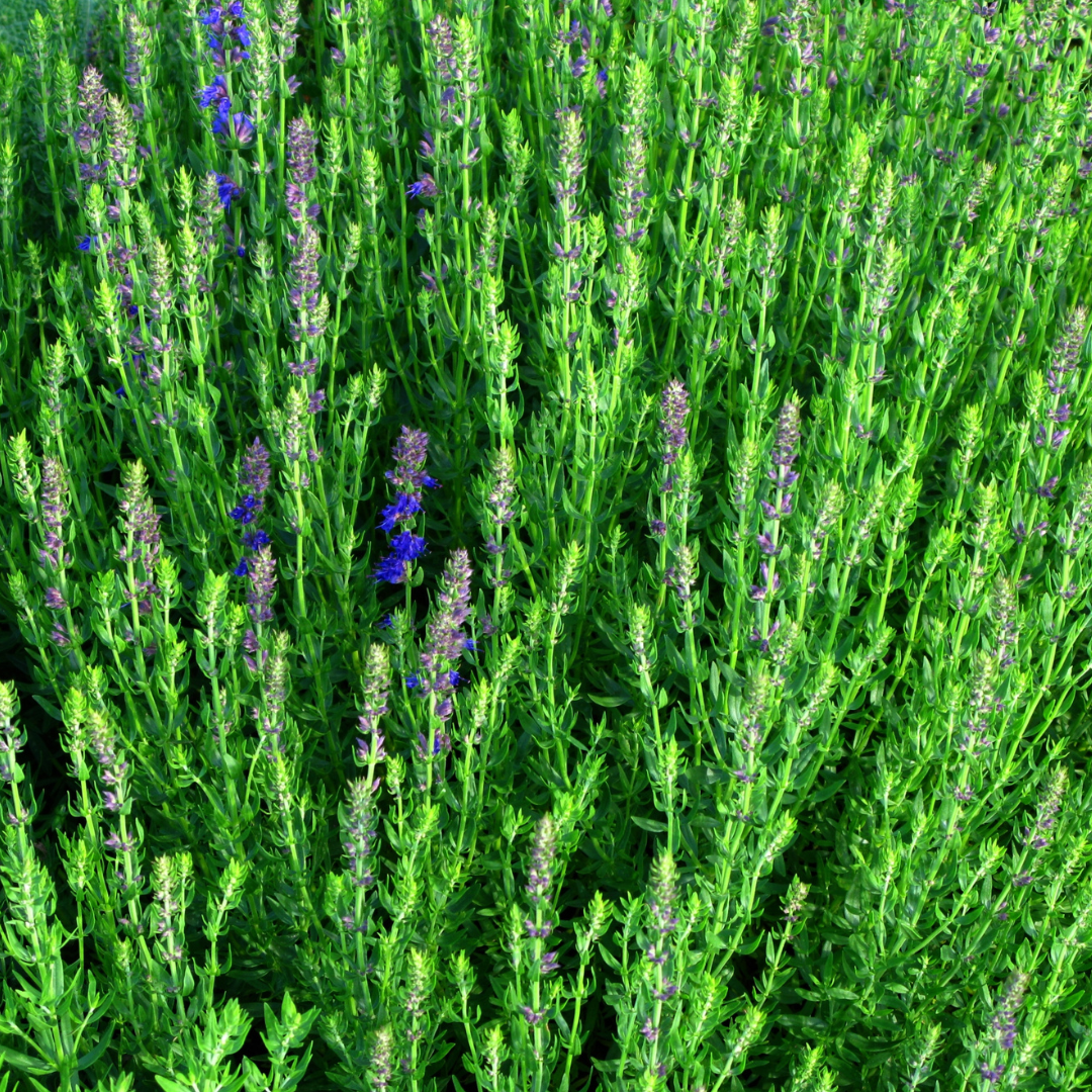 Hyssopus officinalis
