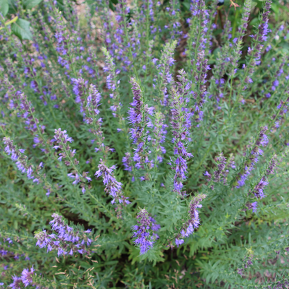 Hyssopus officinalis