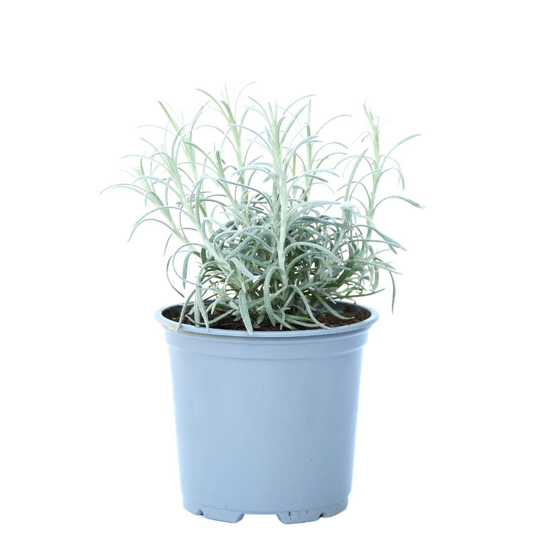 Herbe de curry