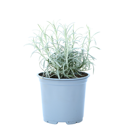 Herbe de curry