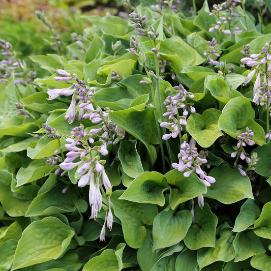 Hosta sylvestris