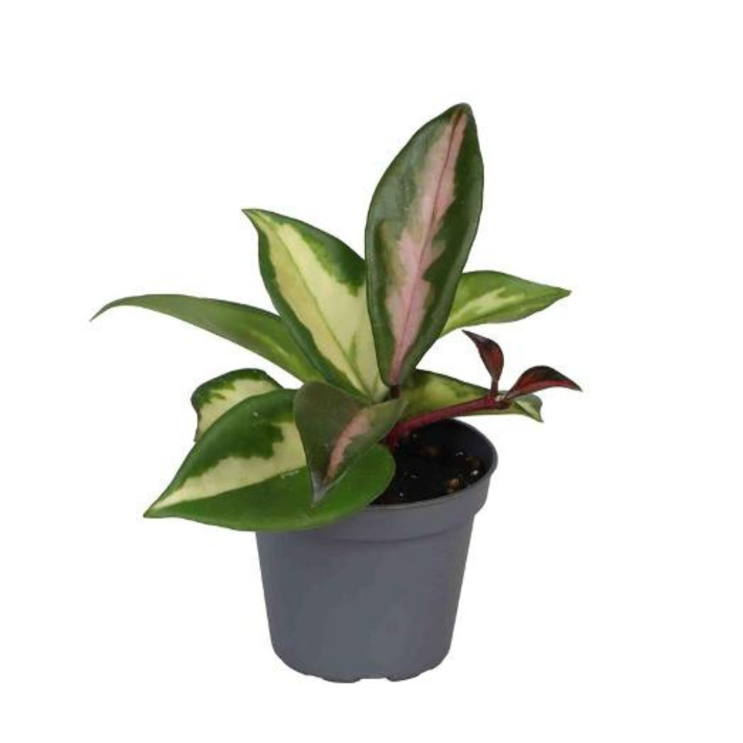 Hoya carnosa Tricolor