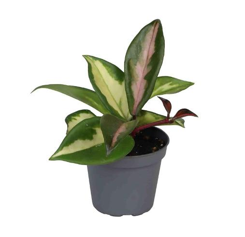 Babypflanzenset Hoya