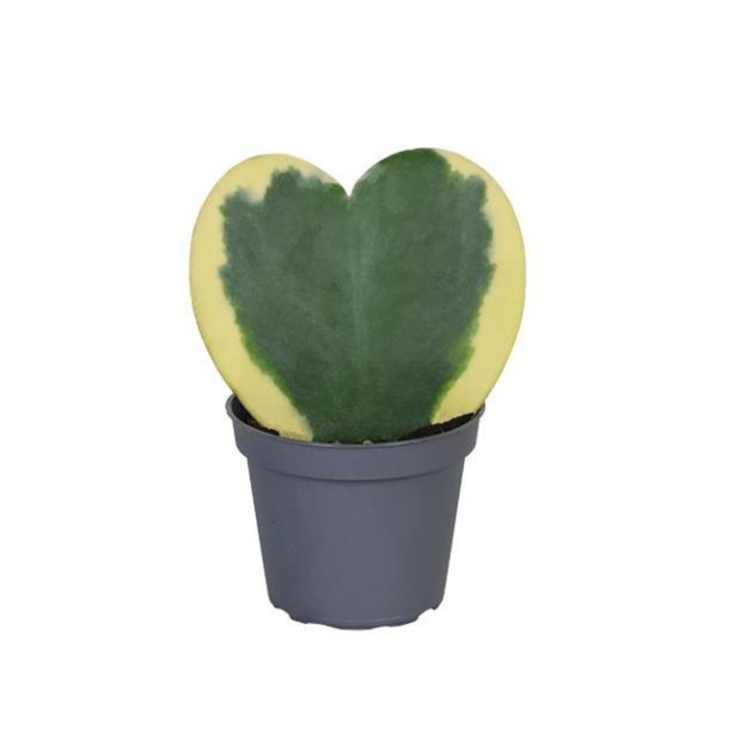 Plante bébé Aglaonema commutatum rouge de Chine