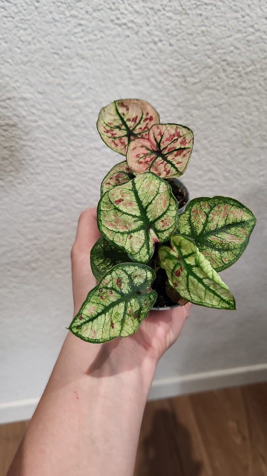 Baby Caladium