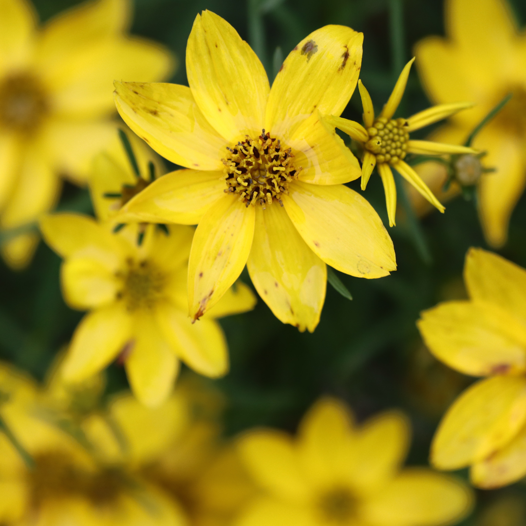 Coreopsis verticillata 'Zagreb'