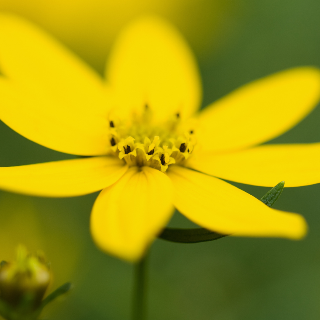 Coreopsis verticillata 'Zagreb'