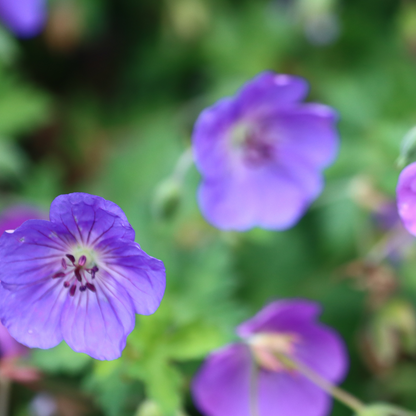 Geranium wallichianum 'Rozanne'