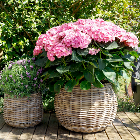 Rattan basket Tina