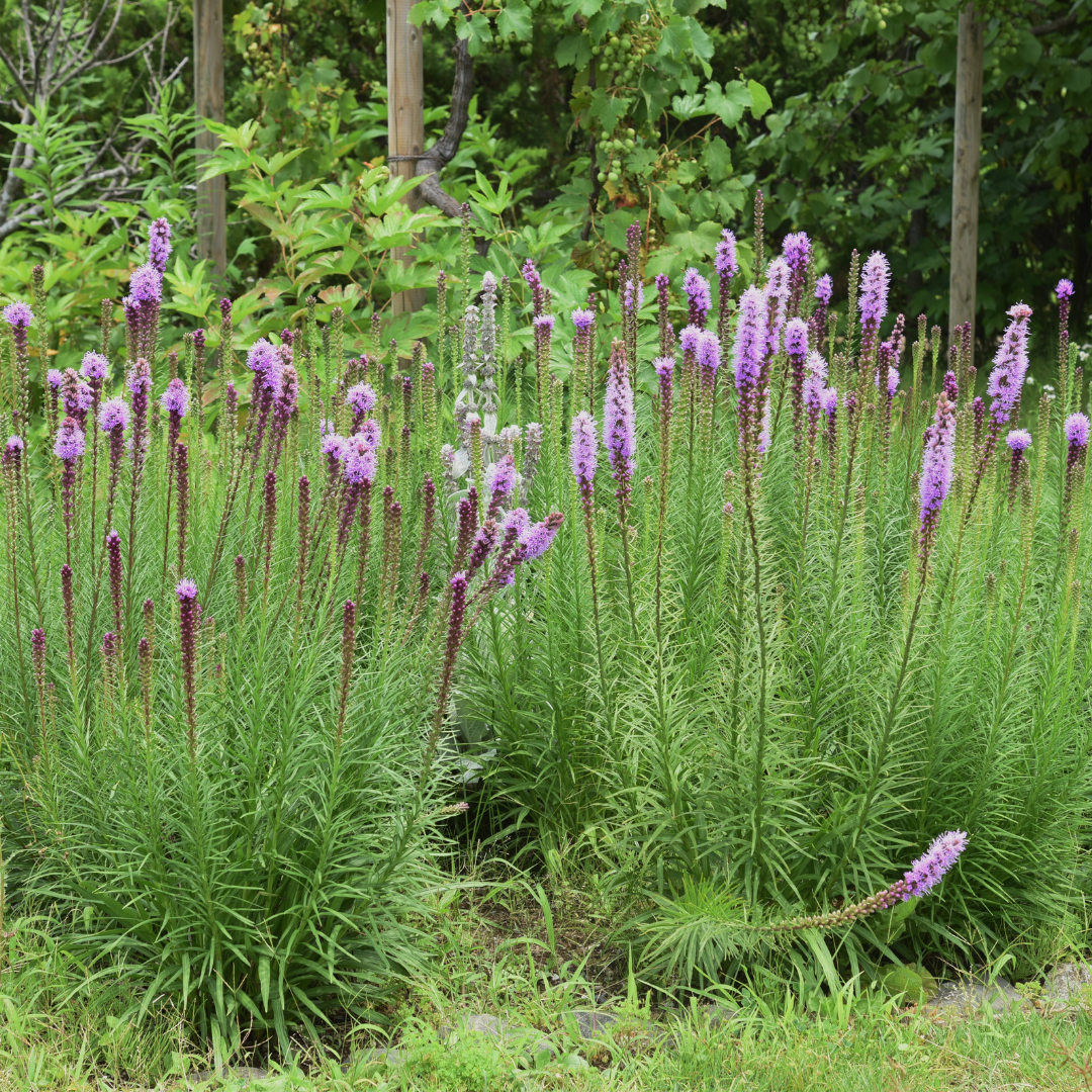 Liatris spicata
