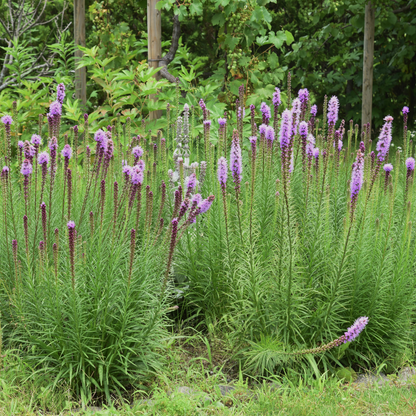 Liatris spicata