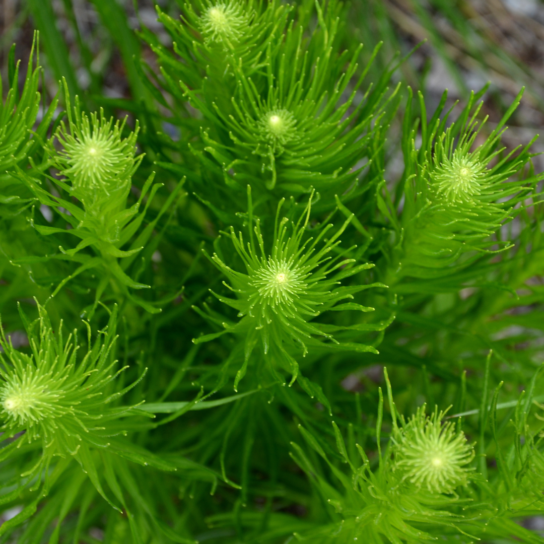 Liatris spicata