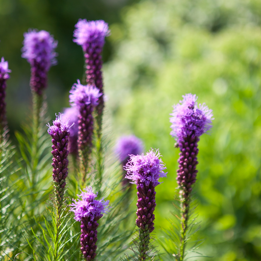 Liatris spicata