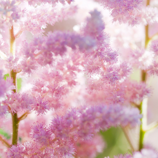Astilbe japonica "Münster"