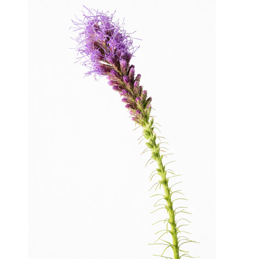 Liatris spicata