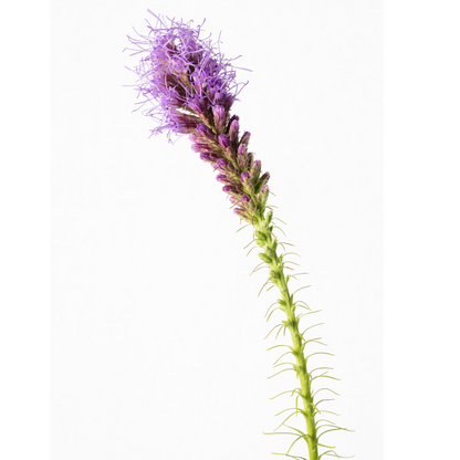 Liatris spicata