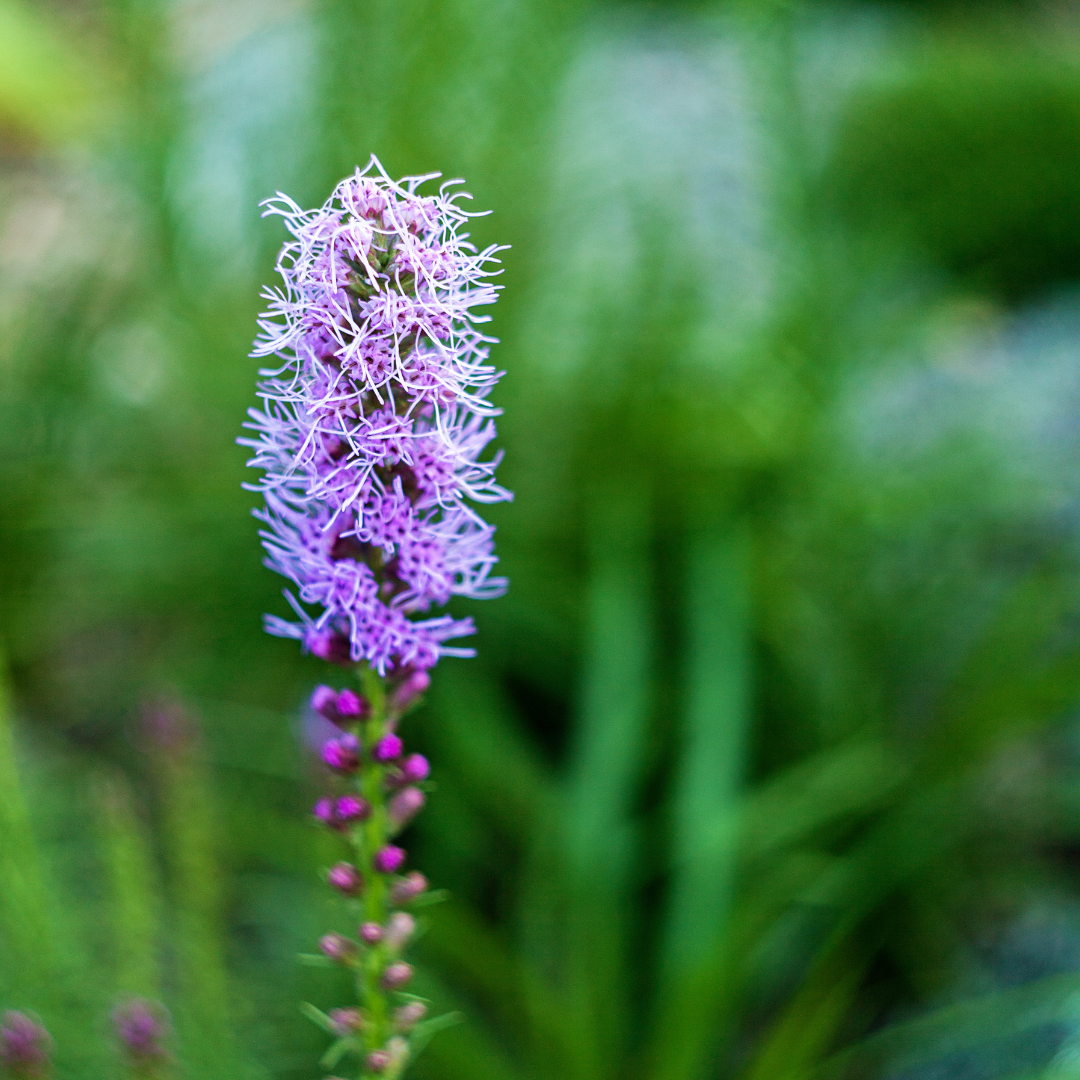 Liatris spicata