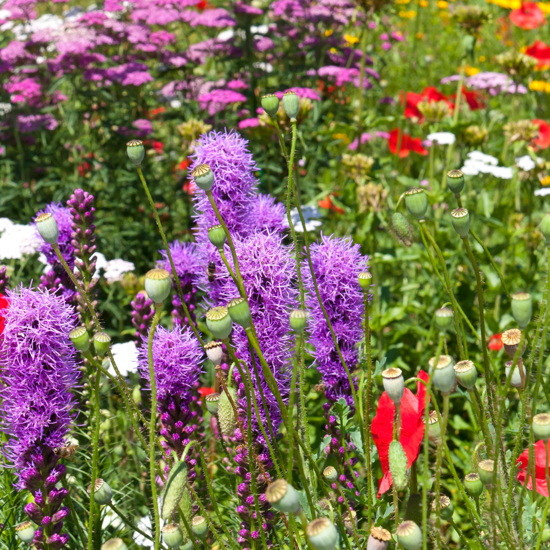 Liatris spicata