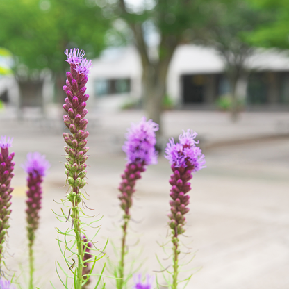 Liatris spicata