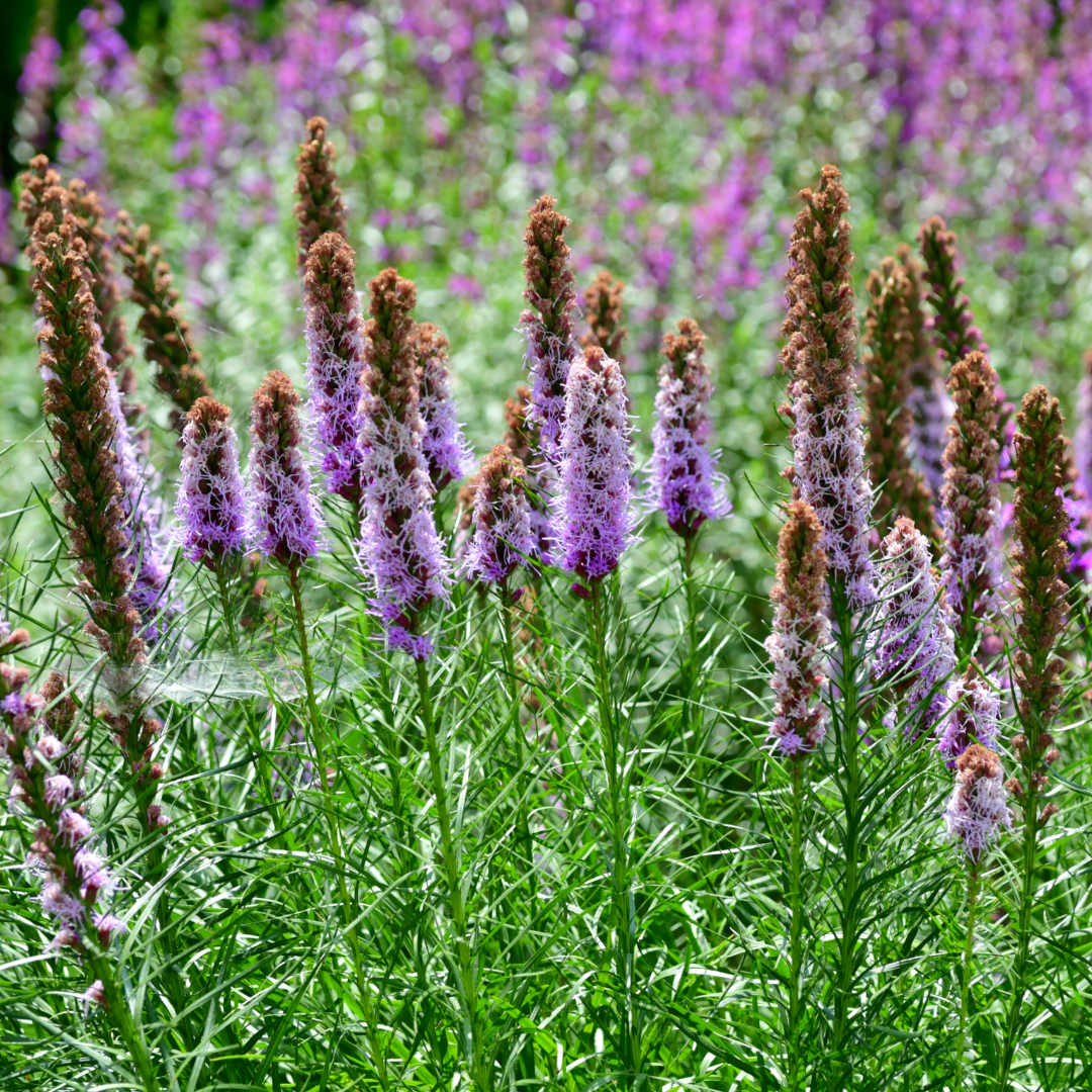 Liatris spicata