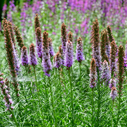 Liatris spicata
