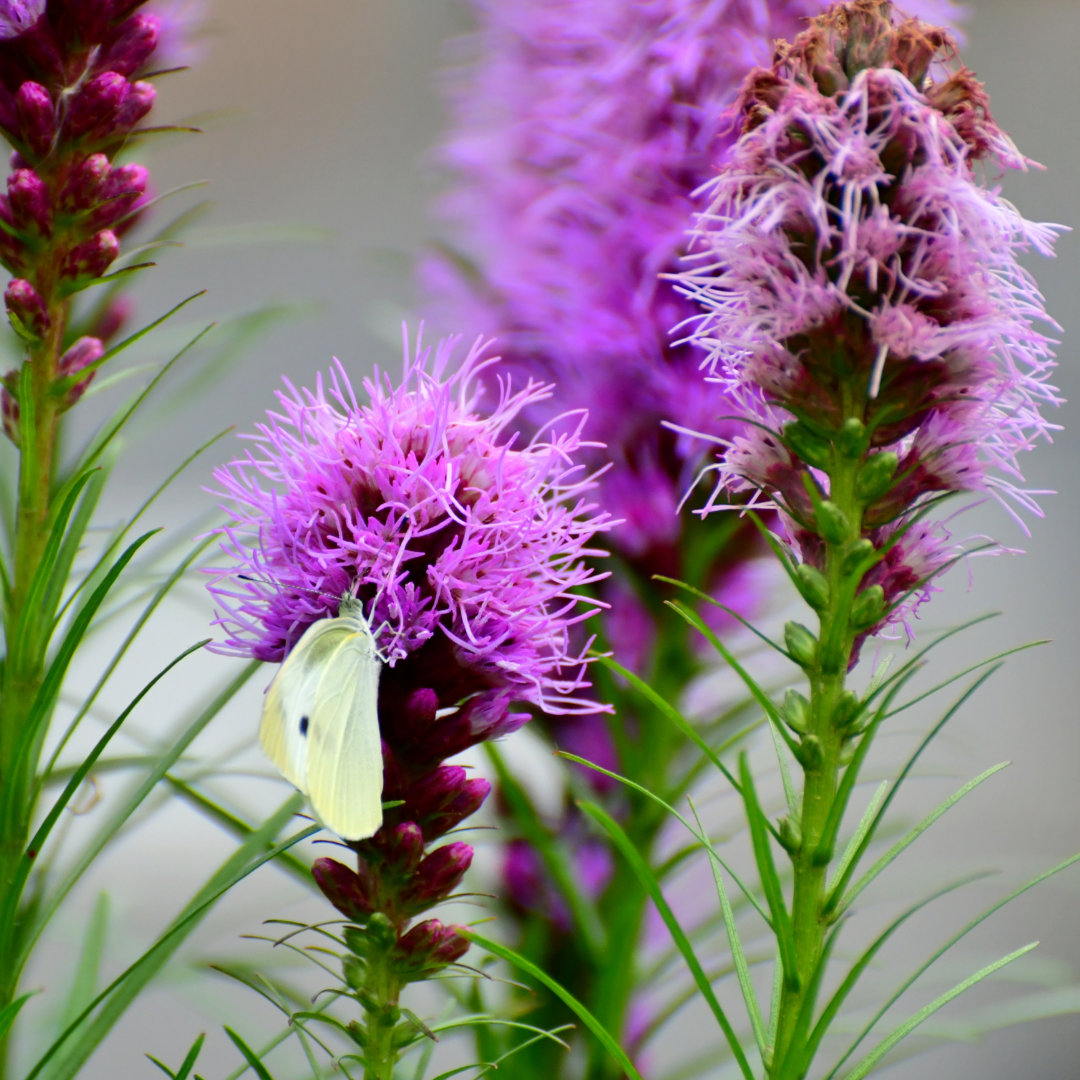 Liatris spicata