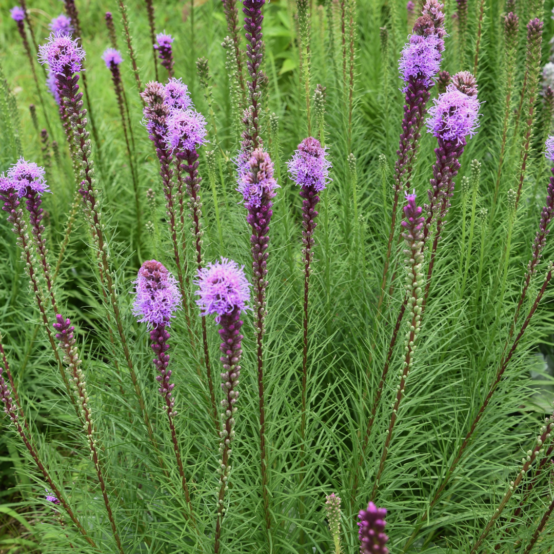 Liatris spicata
