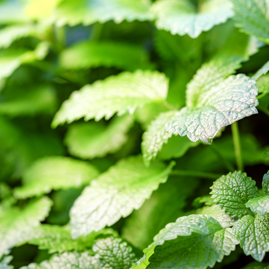 Lemon balm