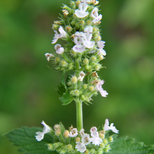 Lemon balm
