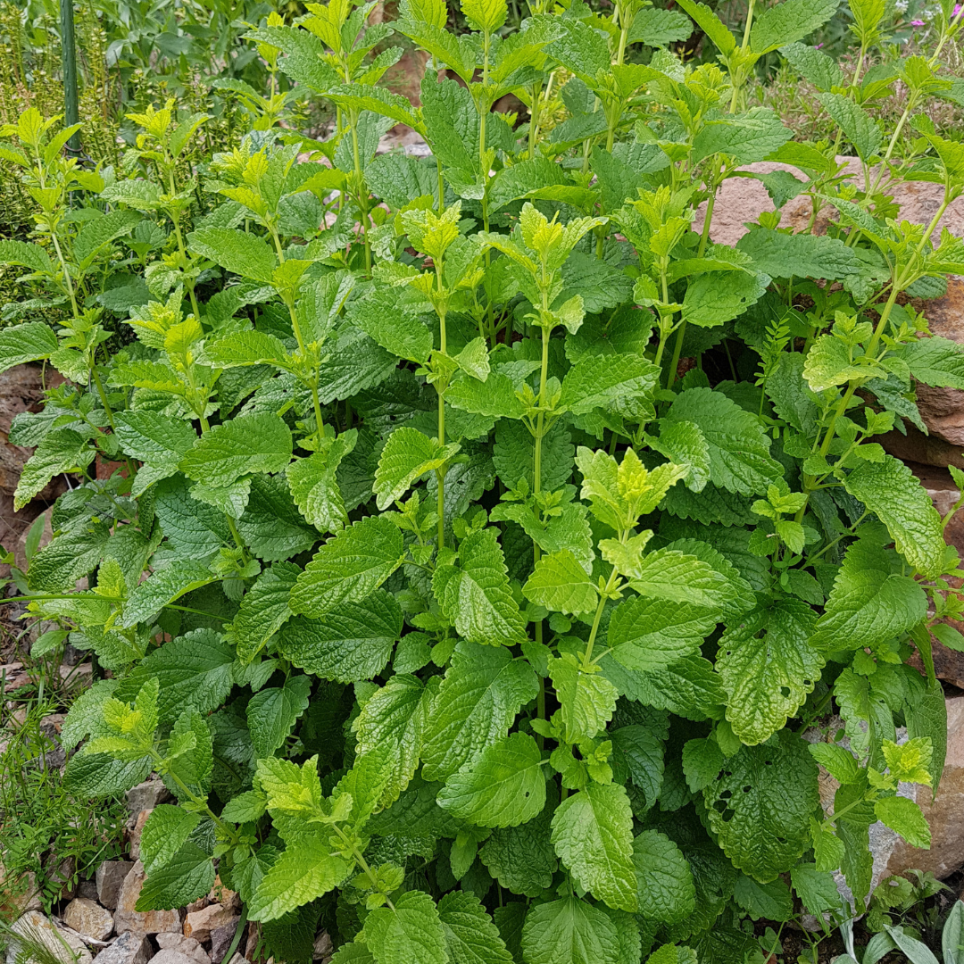 Lemon balm