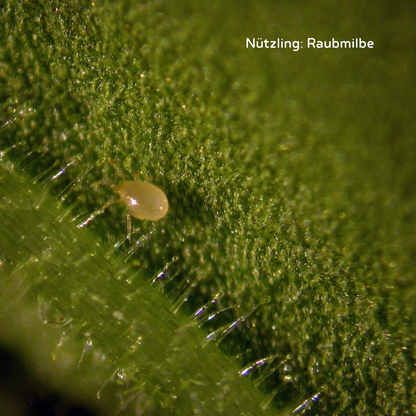 Acariens prédateurs Amblyseius cucumeris (thrips)