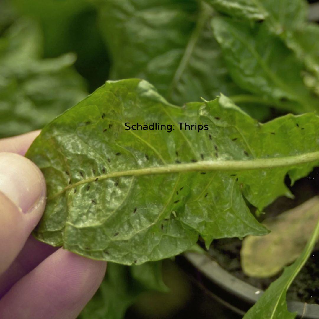 Acariens prédateurs Amblyseius cucumeris (thrips)