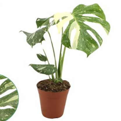 Baby plant Aglaonema commutatum China red