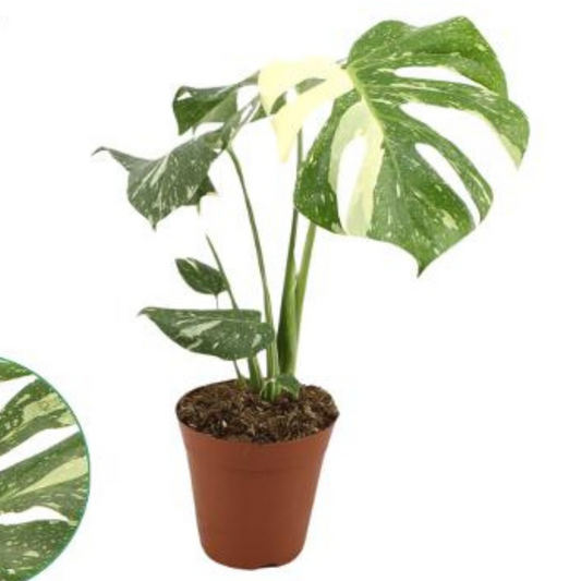 Baby plant Aglaonema commutatum China red