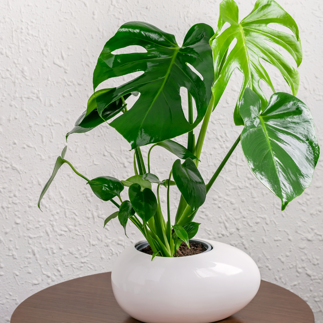 Plante bébé Aglaonema commutatum rouge de Chine