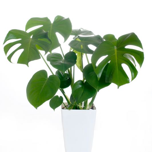 Baby plant Aglaonema commutatum China red