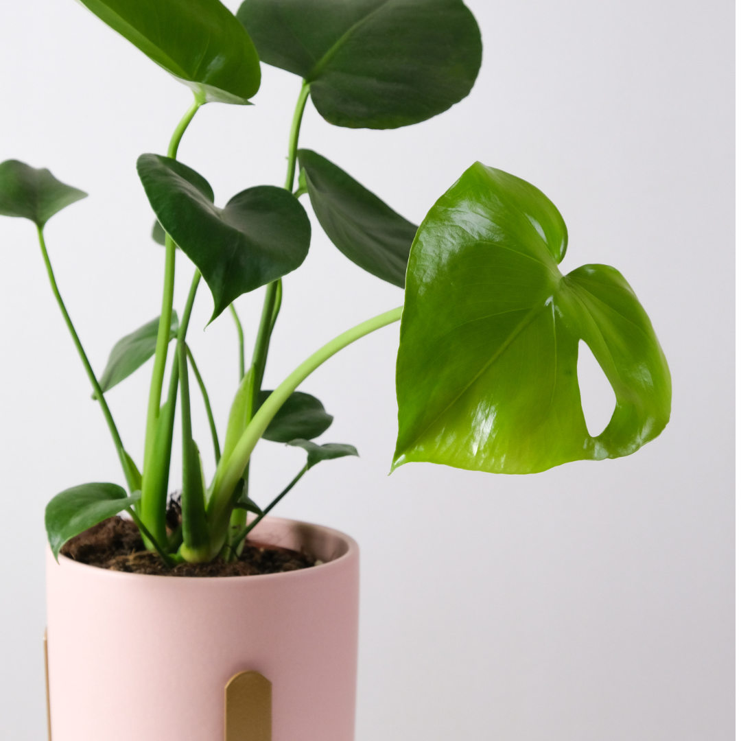 Plante bébé Aglaonema commutatum rouge de Chine